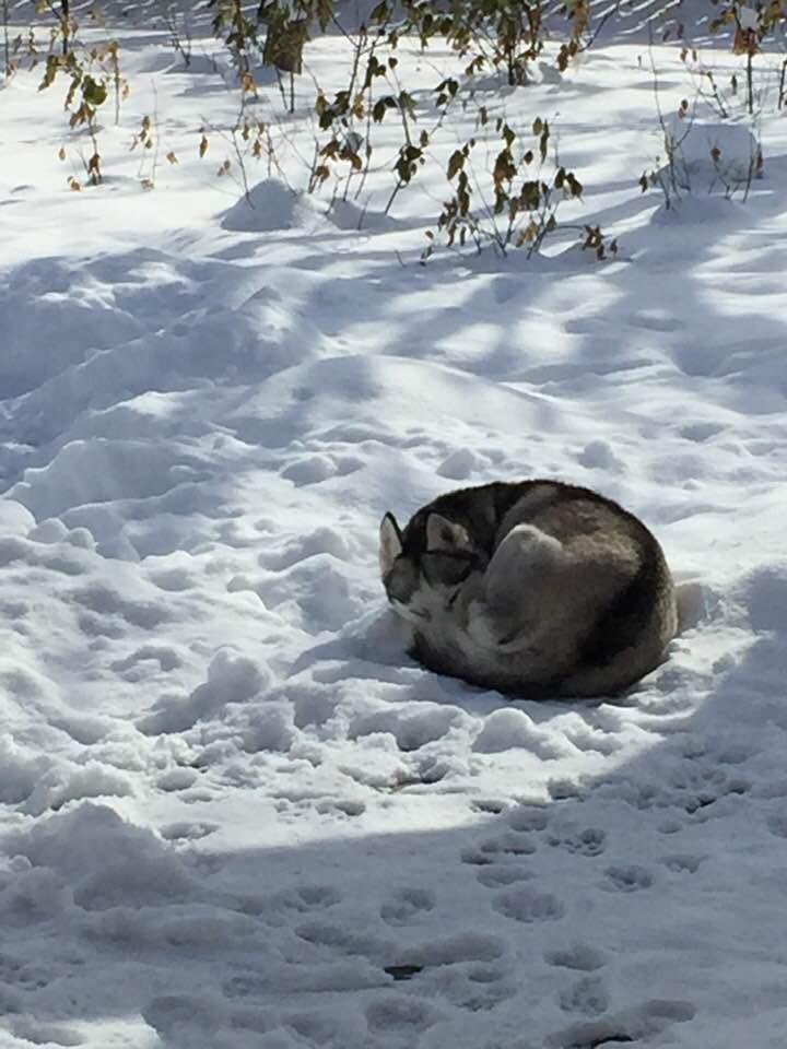 Here she is again, taking a nice winter nap.