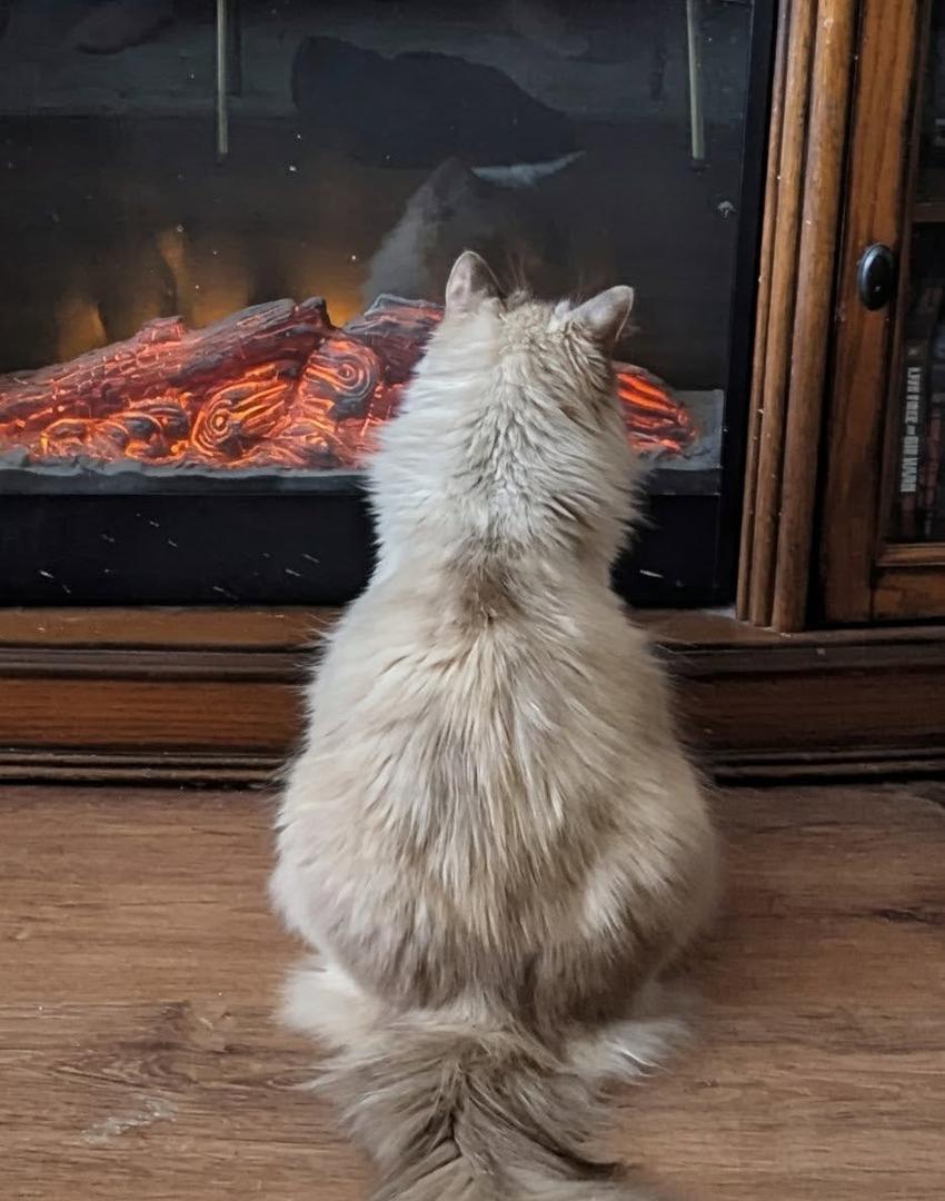 I think she likes the fireplace