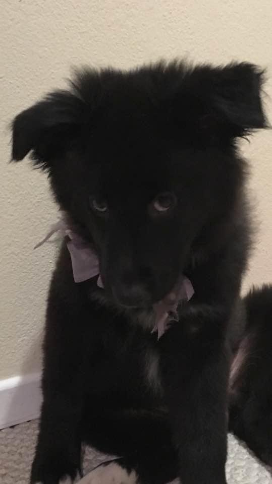 I didn't mean to do it🐾🐾