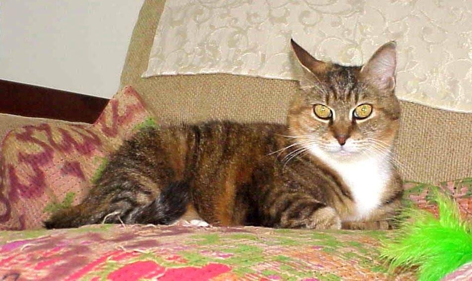 Family & Friends ~ This morning we had to send our beloved Tiffi over the Rainbow Bridge. We are heartbroken. After 17 years on earth and after 3 surgeries over the last couple of years to remove malignant mammary tumors, a