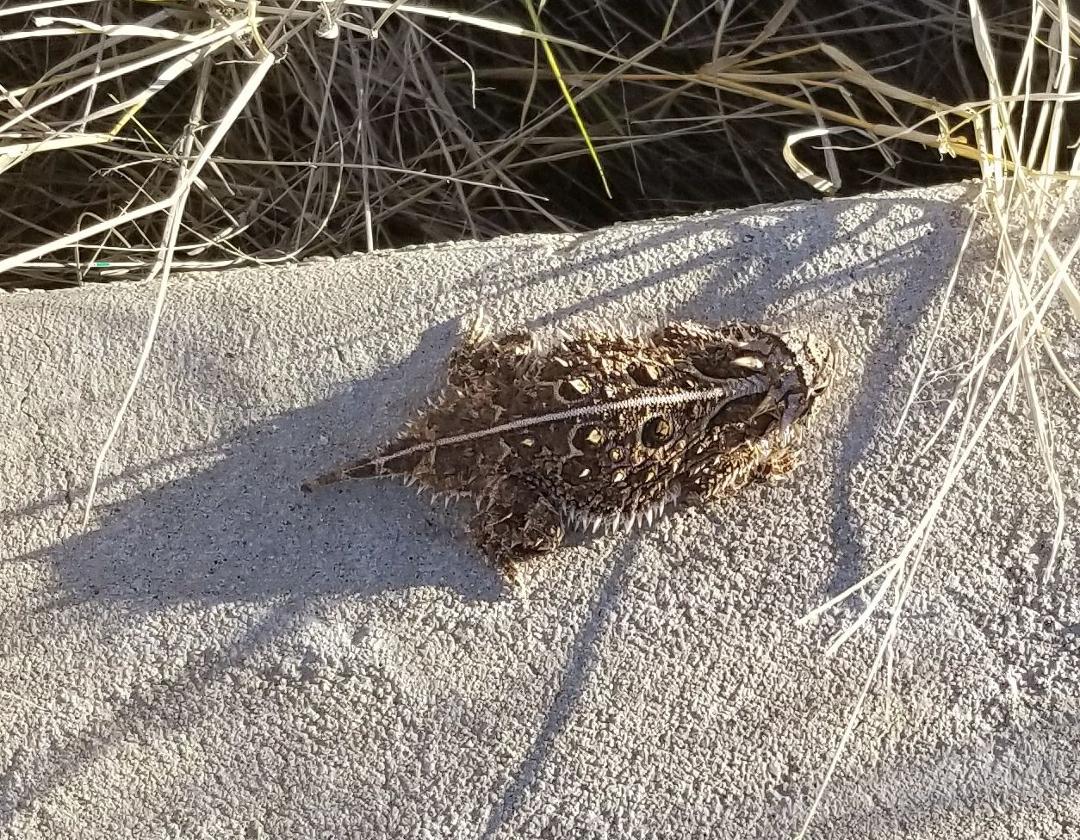 Stopped by our Dragoon Mountain Ranch property and met one of the neighbors - Mr. Horny Toad was out enjoying the late afternoon sun: