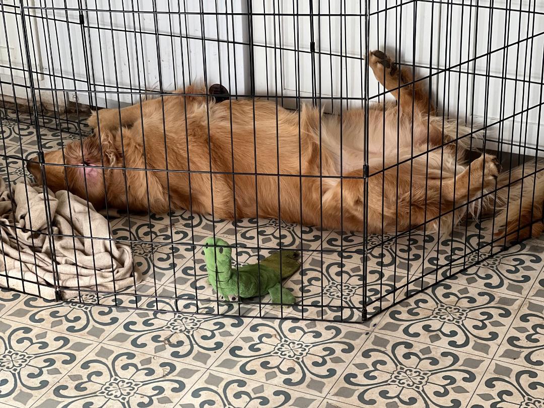 Addy is taking a long nap after an intense play session. However, her toy looks wide awake!