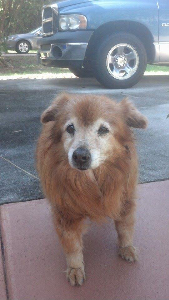 My wife was very brave today and did what l would not wish anyone to have to do. He has been sick for some time now. RIP Buddy Boy!! I Love You Soooo much