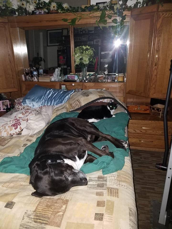 My sleeping partners....at least Chip and Nugget don't have to share with a cat!