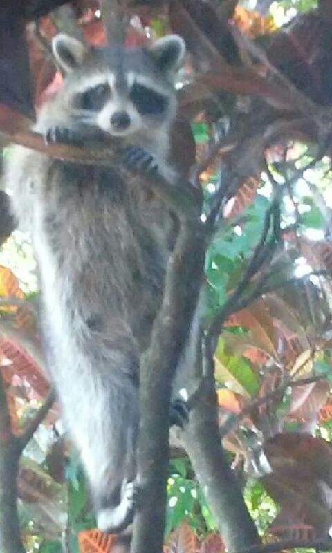 Look what my niece Lindsey took this picture of a beautiful Raccoon in my tree right out side my living room window awesome !!
