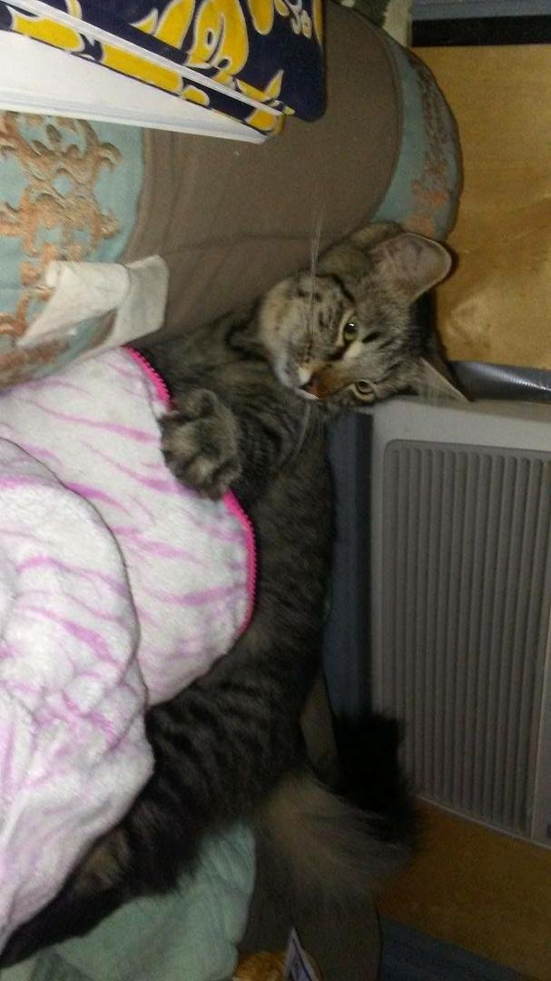 Mr. CHOW, Relaxing and taking Retirement in stride. My Daddy is Al Kaluna Rescued when I was a Kitten from under a Automobile.