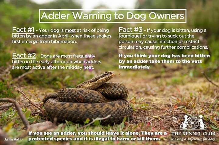 Do we have this type of snake here?
Finally good advice about snakes......leave them alone, right Steve Marshall