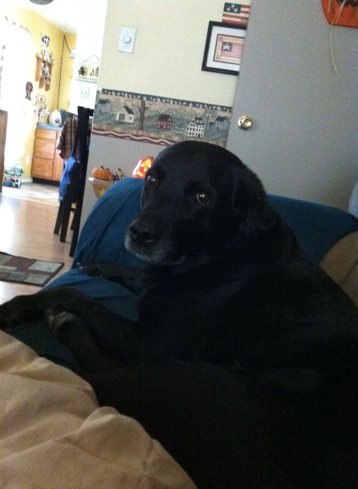 Debbie Ernstberger's album, Family pets