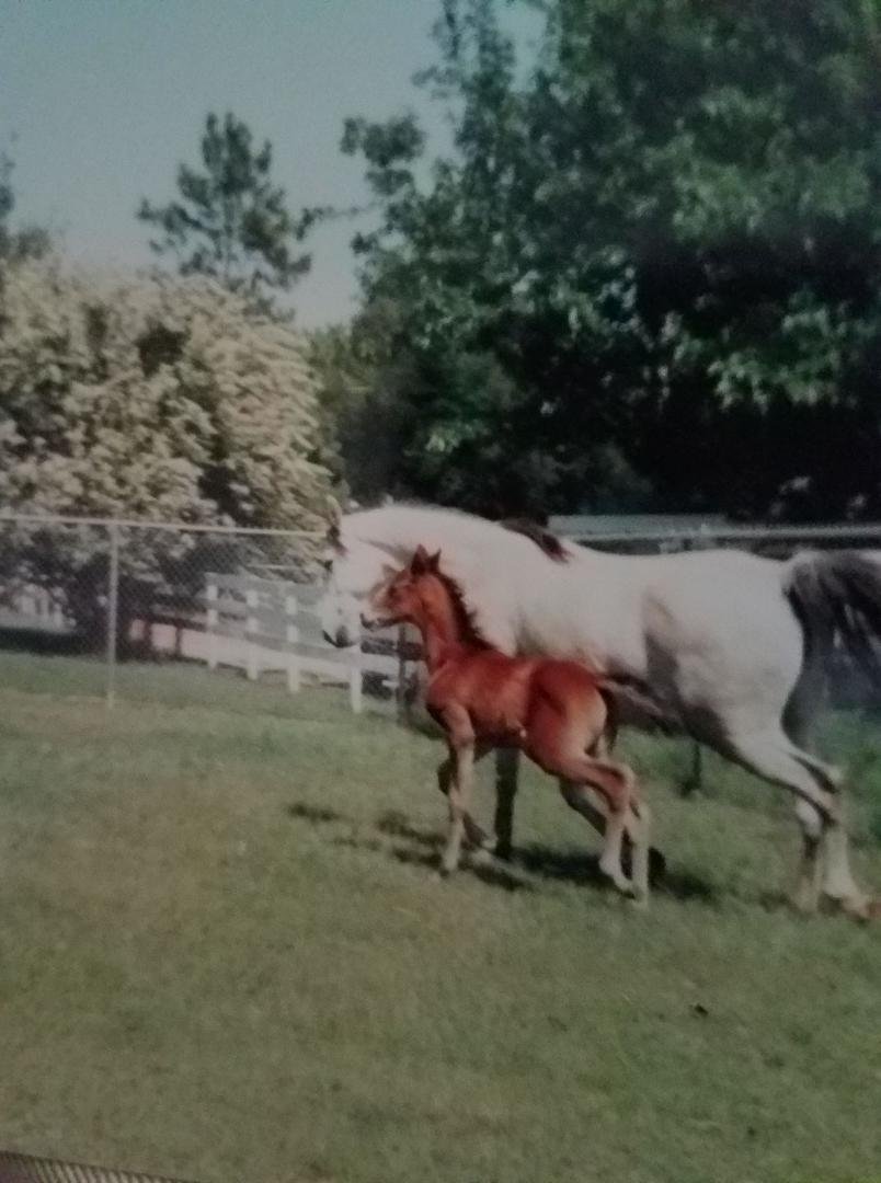 Tbt. ASB mare Iris, with filly Answered Prayers. Helm Farm- back when.