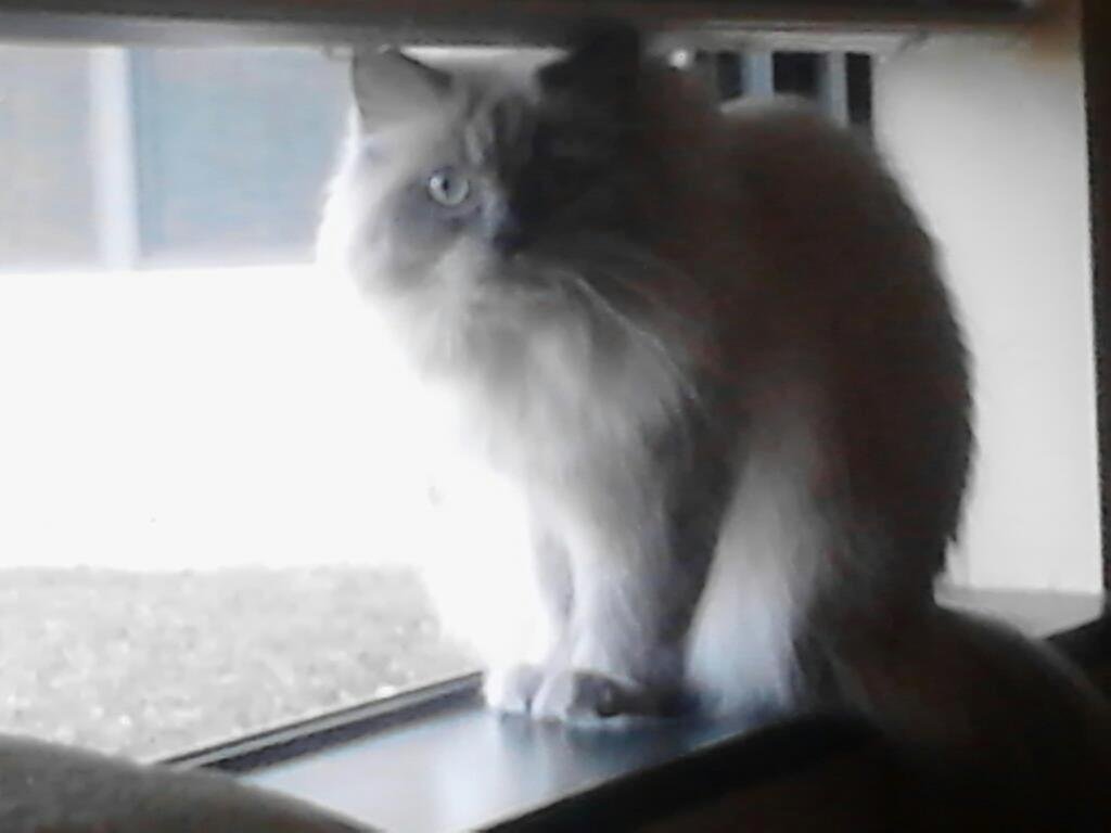 Lilo wants to say good morning to the birds and. The squirrels