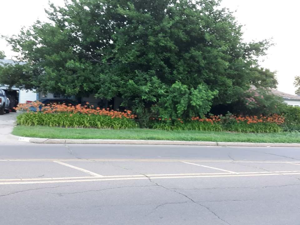I see that everyone likes to talk about their flowers, so here is a picture of my Tiger lillies. They are doing very well with this wet Spring.