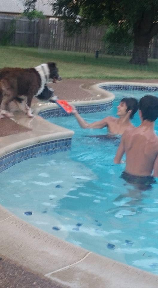 Harley (Harlequin) & St Feu (St Feuillion) waiting for someone to throw the Frisbee in the water.