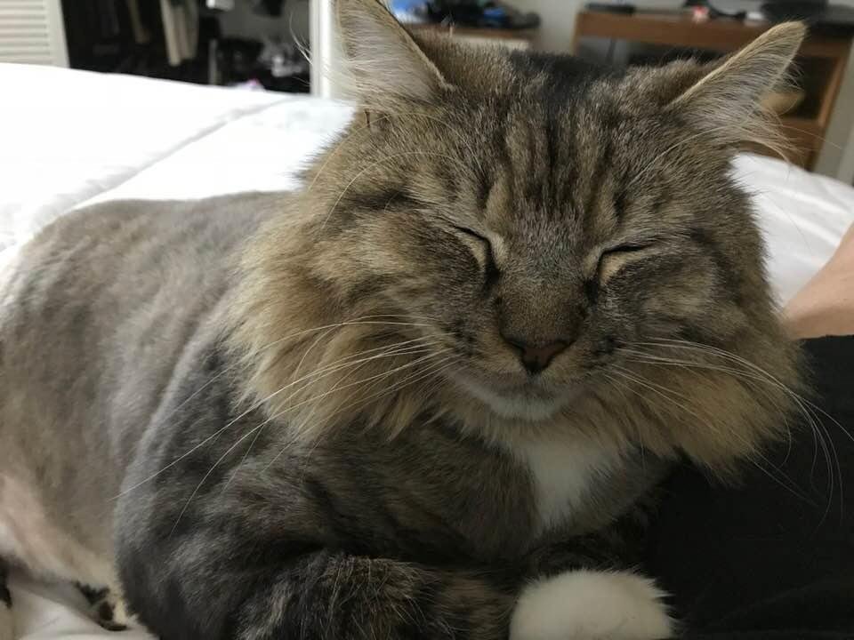 Happy National Pet Day, Jesse!