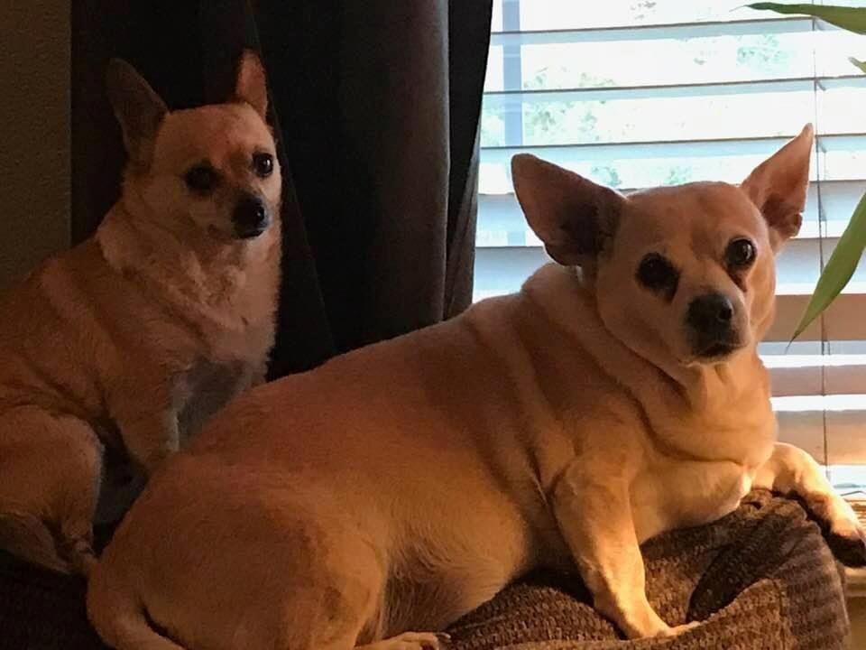 Happy National pets day!!