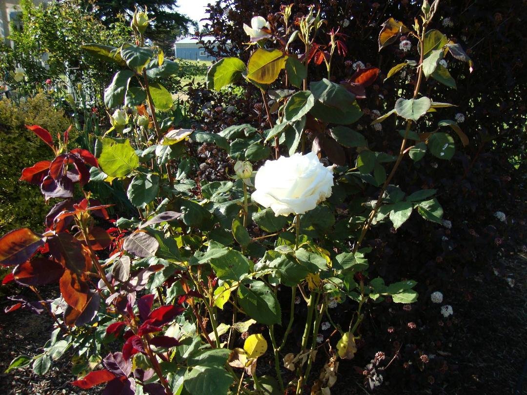 Rose: "Pope John Paul"