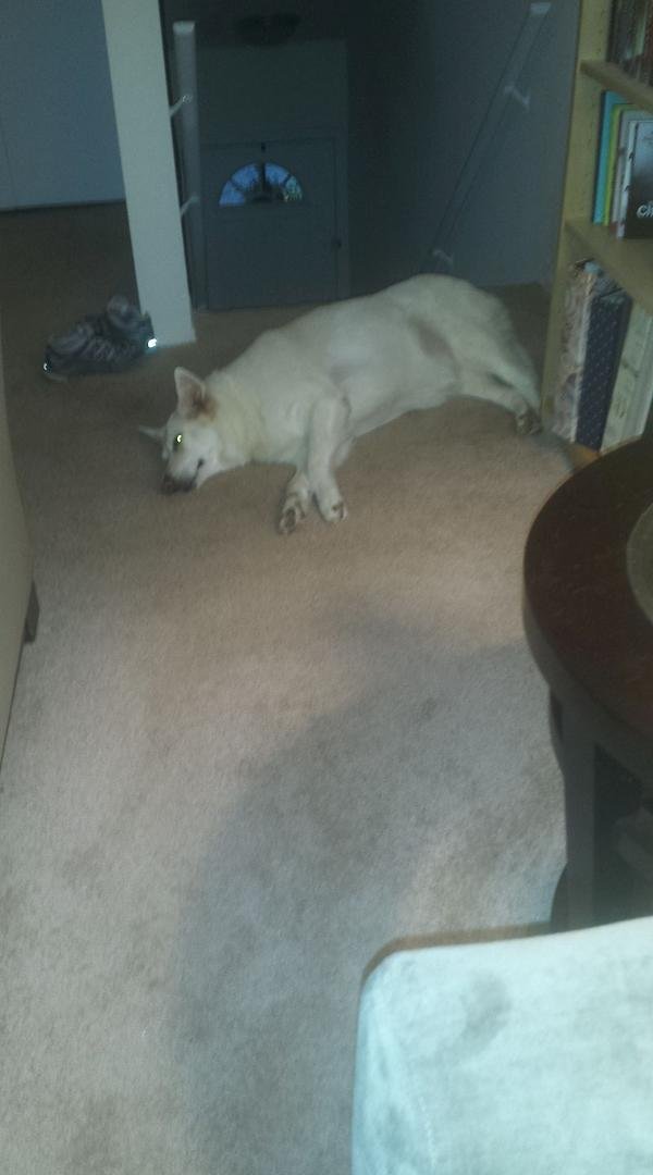 Someone is feeling better today. She's up and moving on her own without me prodding her. When I left her this morning she was on her bed, but when I came home she was waiting for me at the top of the stairs like she always