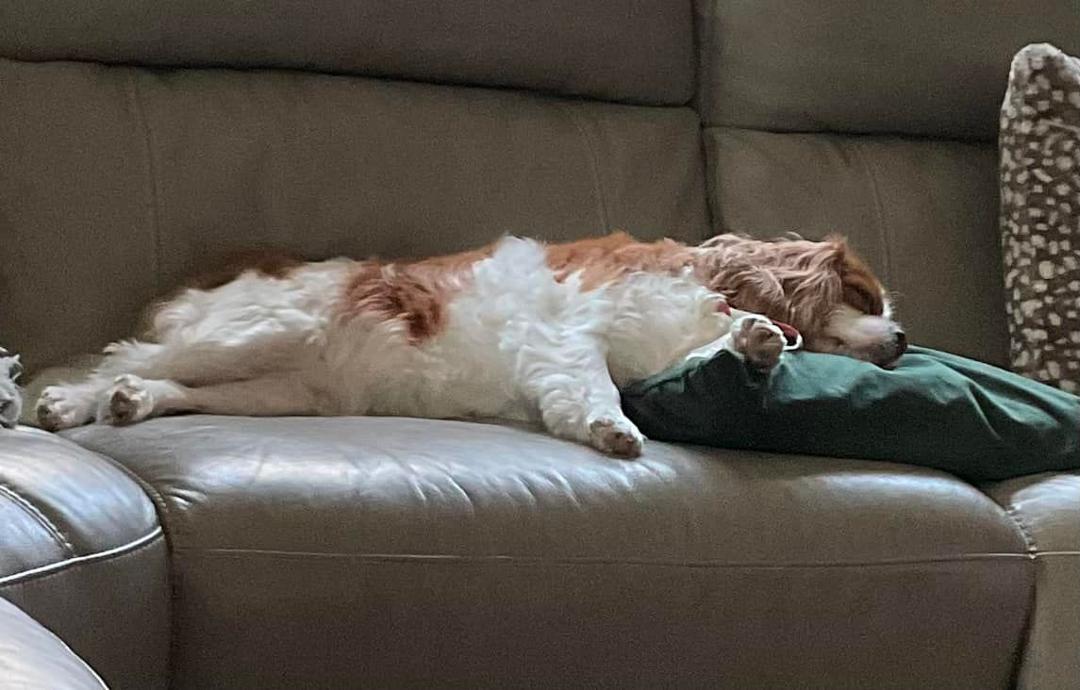 Lazy Sunday morning!