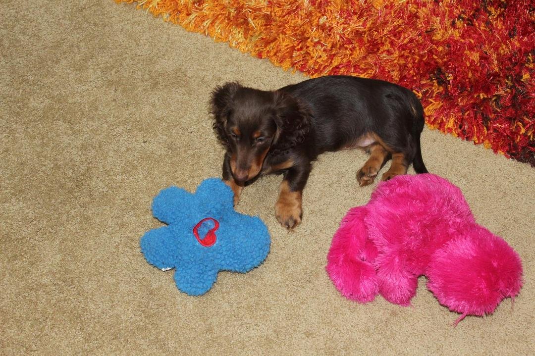 Newest member of the Full family,this is Maggie!