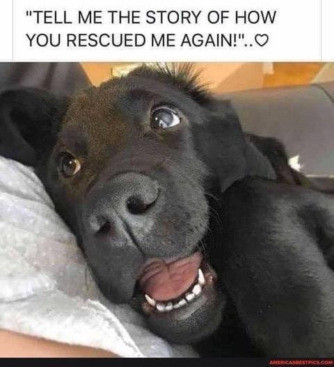All of my four wonderful doggie companions - Puddles, Dilly, Buddy, and Radar - were adults when they joined my families. So were our sweet cats - Ataturk, Ashley, Dusty, Cheesecake, Squirrel, Squealer.
When I saw this ad