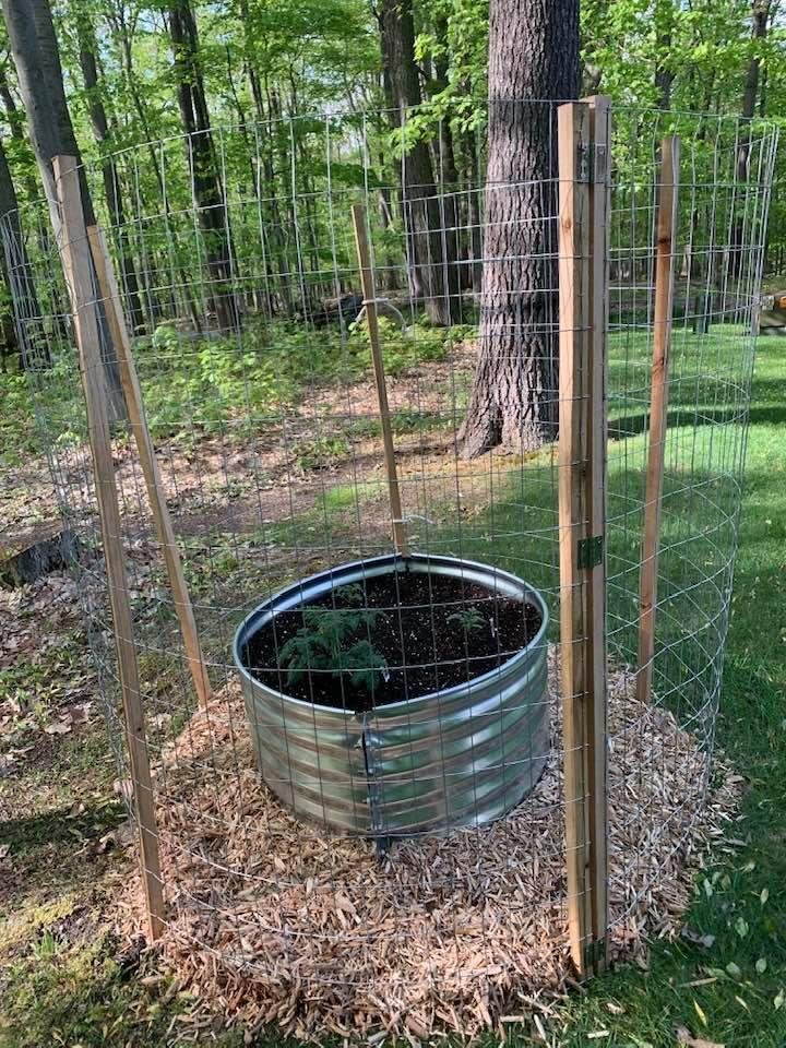 Stacy and Her friend built DENNY a tomato garden this weekend