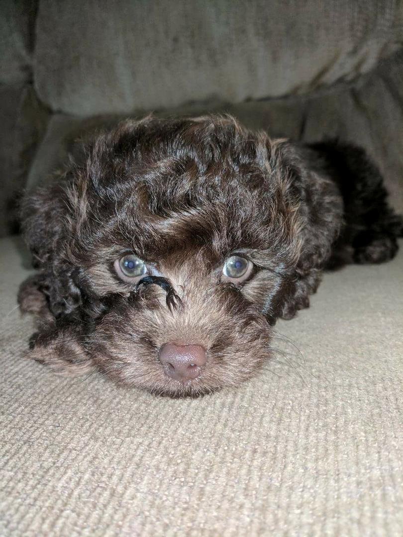 My new grandpuppy