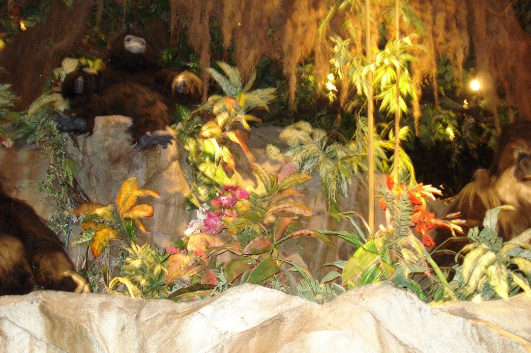 Taken at Rainforest Cafe in Florida. Monkeys move