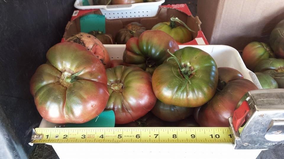 Black Kim tomatoes