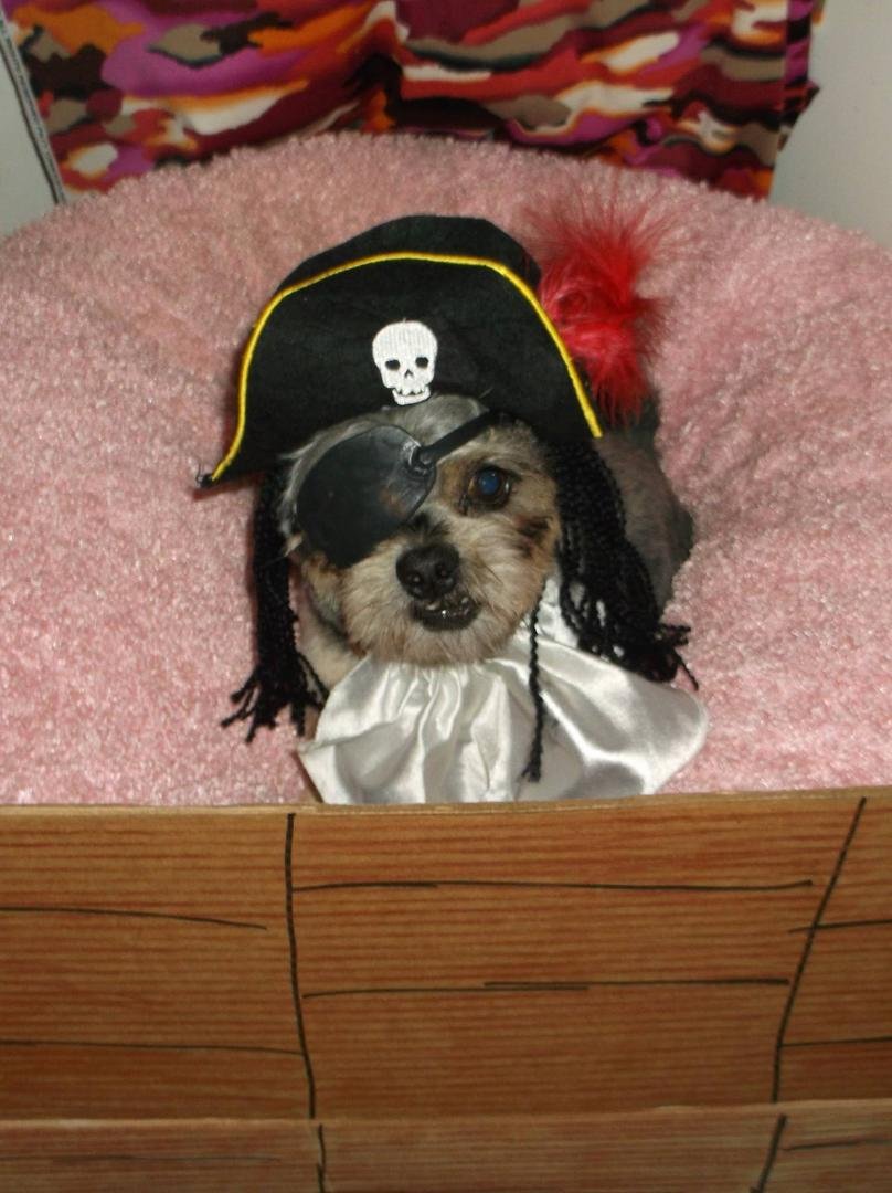 Captain Quvo is still at the West Suburban Humane Society and he taking applications for crew members for his pirate ship