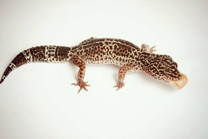 So funny. We've had a gecko living in the house for about three weeks. He came uninvited and we haven't been able to catch him. It didn't bother me a lot, but he moved into our bedroom maybe a week ago and I was scared of
