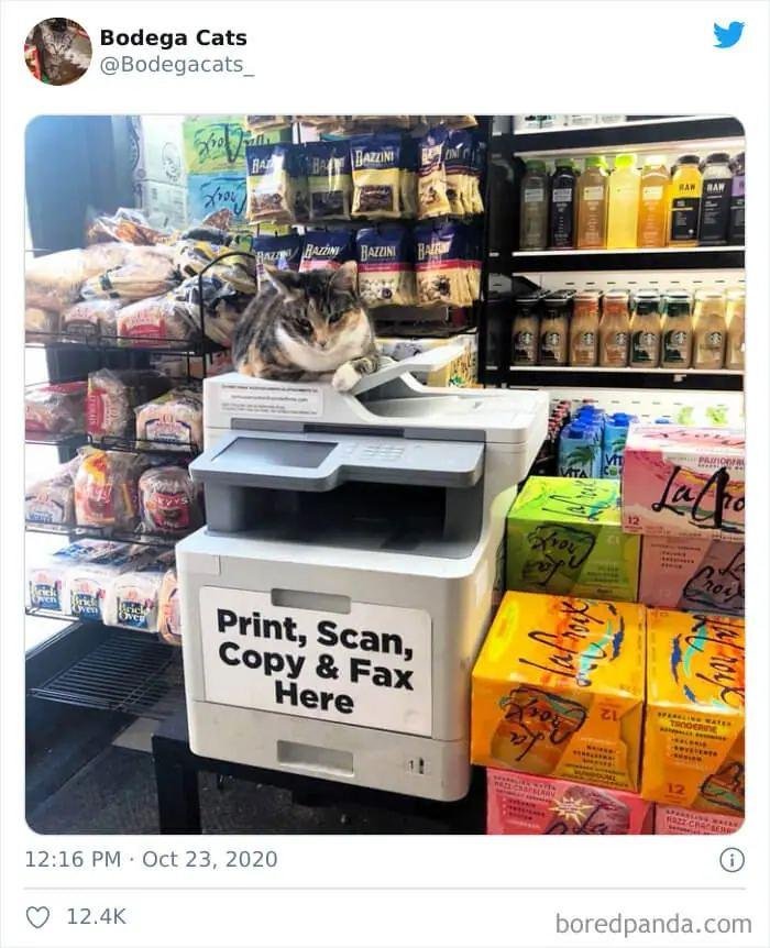 Copy Cat.