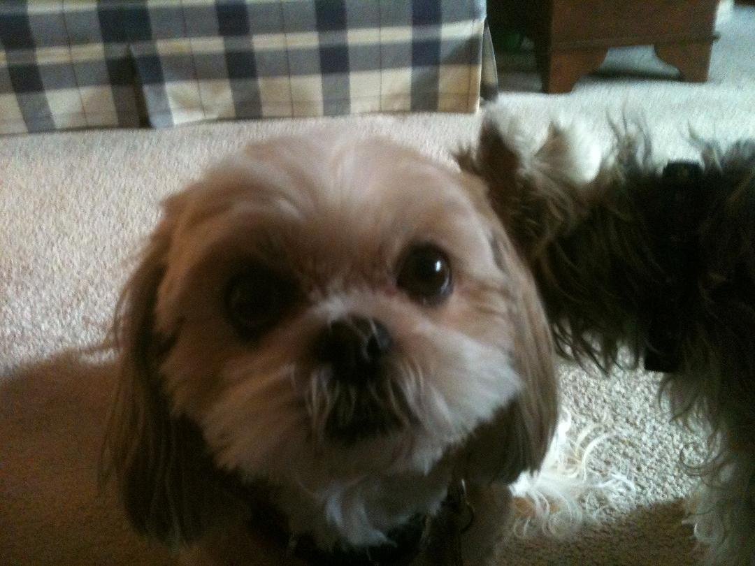 at the risk of being a broken record I really miss my Suzie