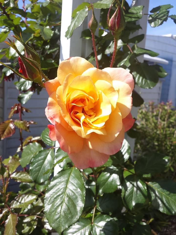 Its gonna be a rosie summer..
and this one smells peachy~