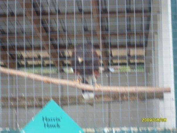 Harris Hawk