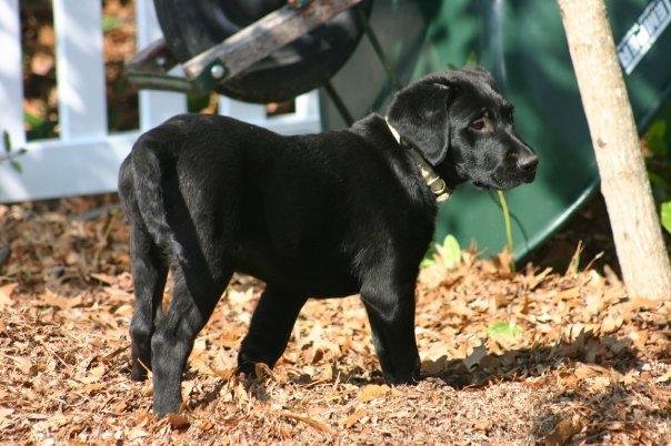 Tatonka "Tee" About ten weeks old