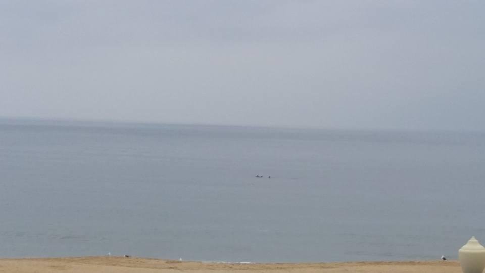 Dolphins swimming by our hotel.