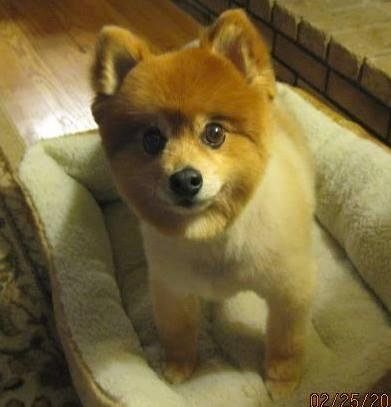 Rest IN Peace little buddy! You were so loving, sweet and precious. We are going to miss you! With love!!!