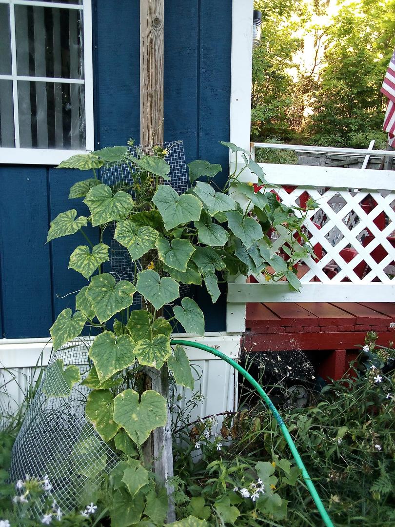 My beautiful cucumber vine.Veggies off the ground.