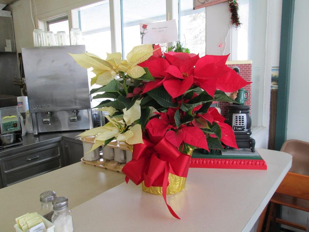 This is the beautiful Poinsettia plant I received from my good friend Jan today. Thank you so much it made my day.