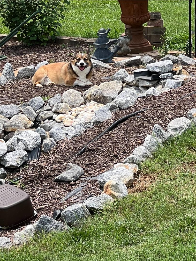 Bo sunbathing in the pond 