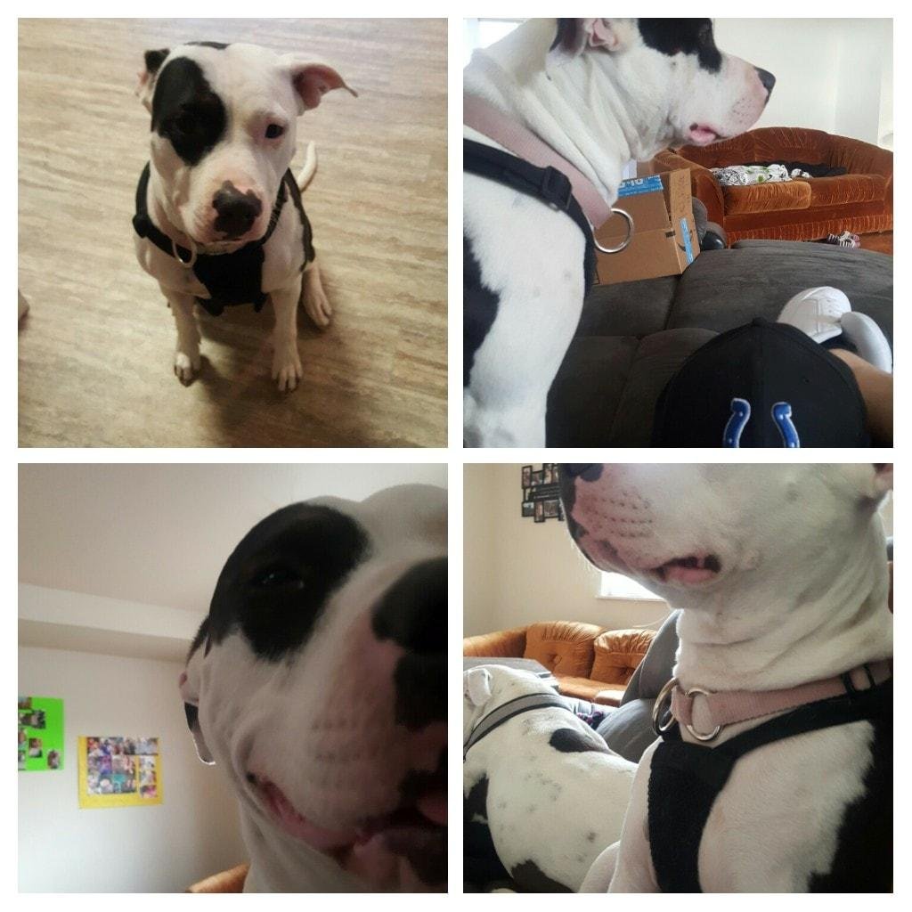 If you see this beautiful dog in Butte...please hit me up on messenger...#LOSTSHADOW