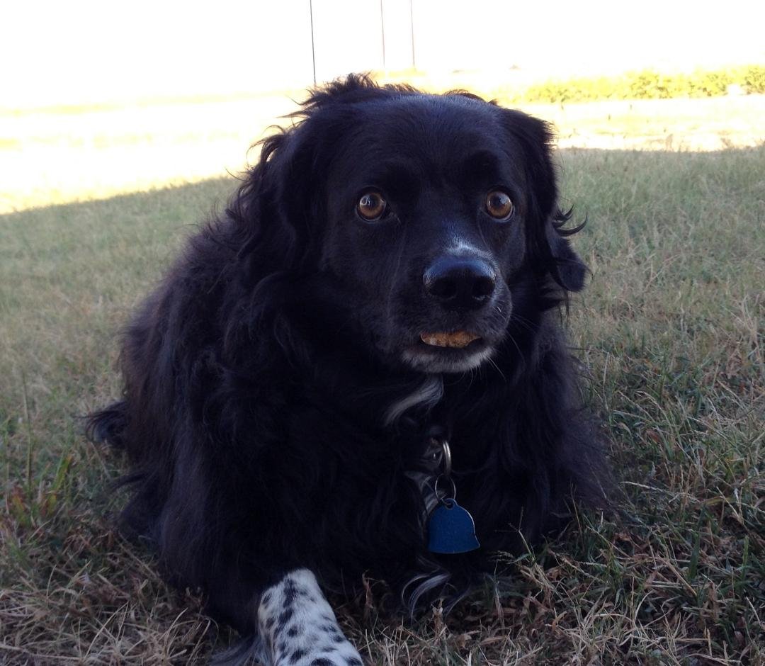 Her favorite toy is in her mouth and she is serious about it too, a damned ole rock