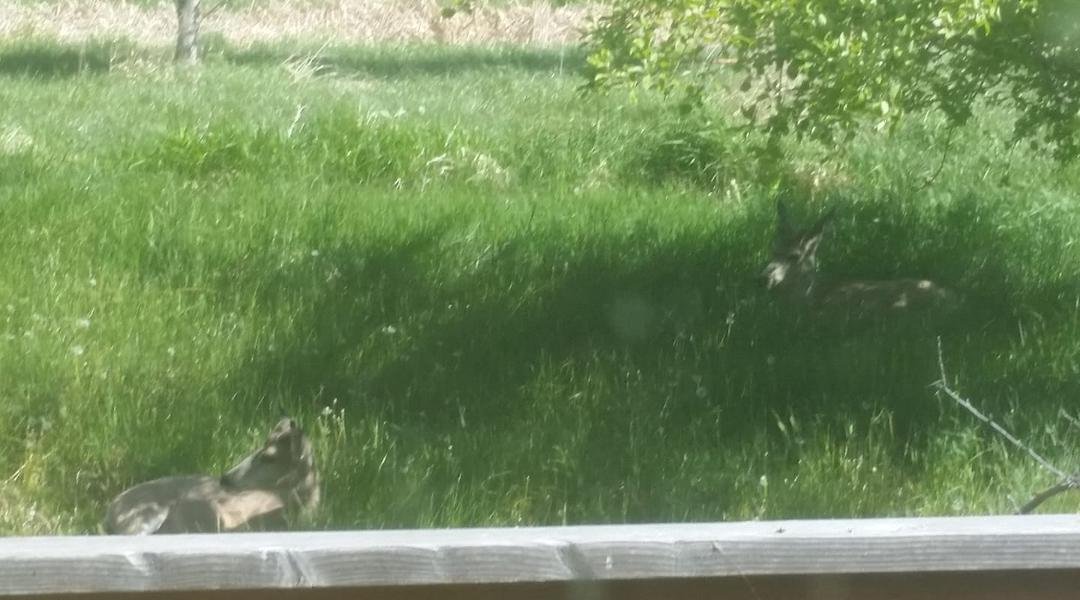 Two visitors by my back deck this morning!