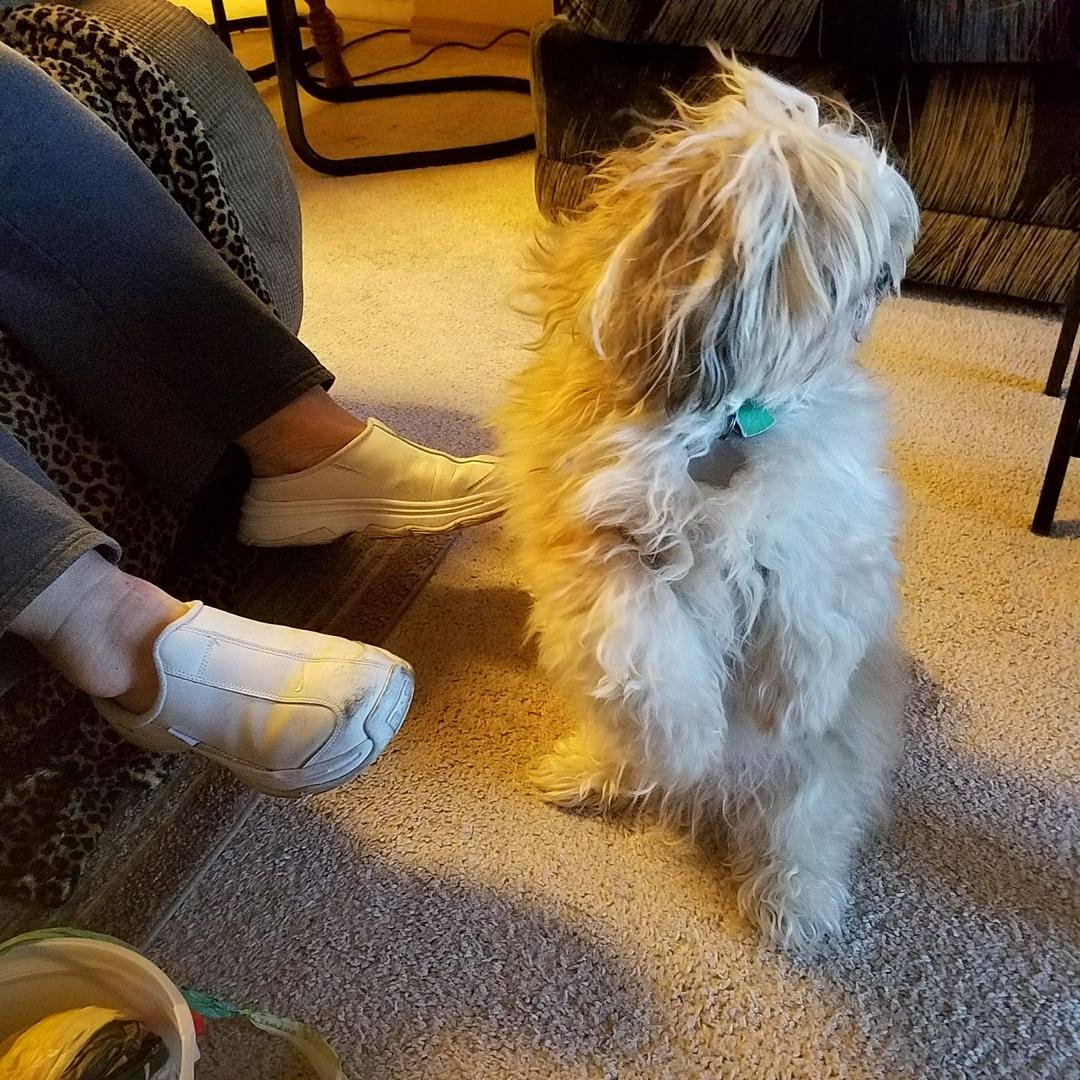 Judy's dog looking like a sheep dog. Lol lol