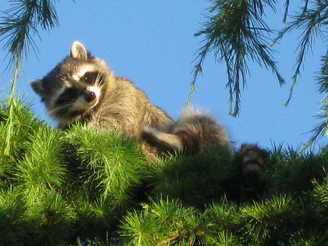 Spied him today way up in the fir tree in my neighbour's yard.....