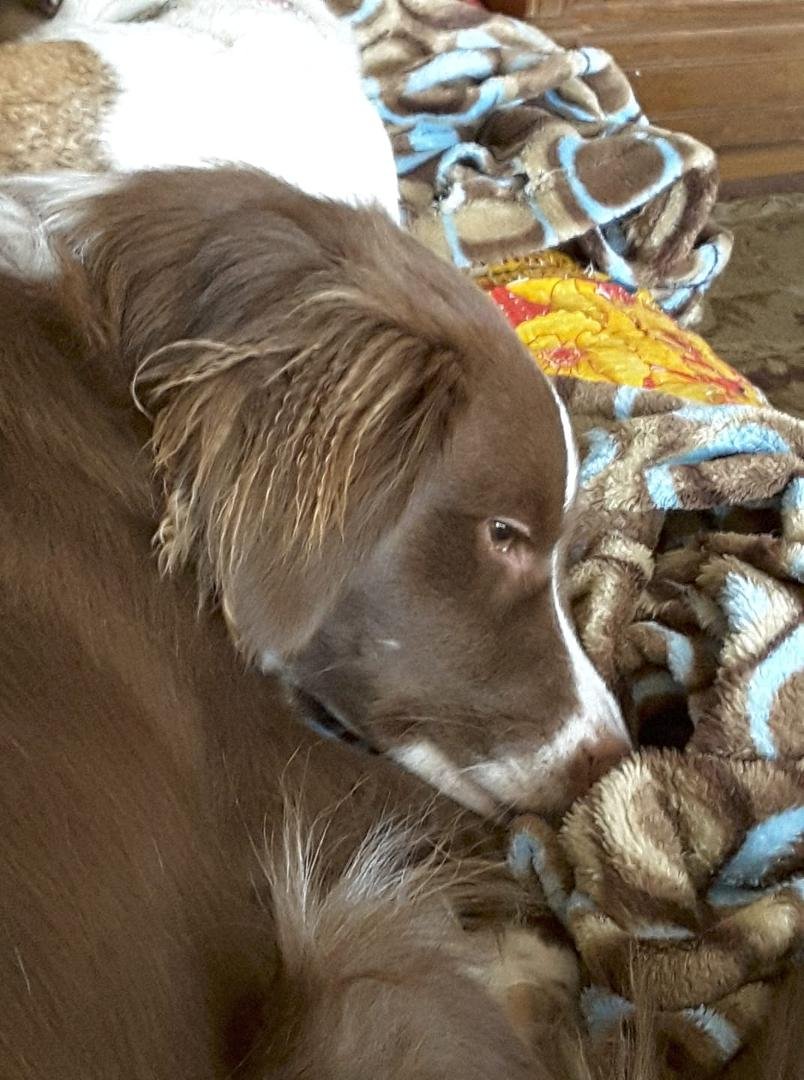 So which breed has these fluffy, kinky ears?