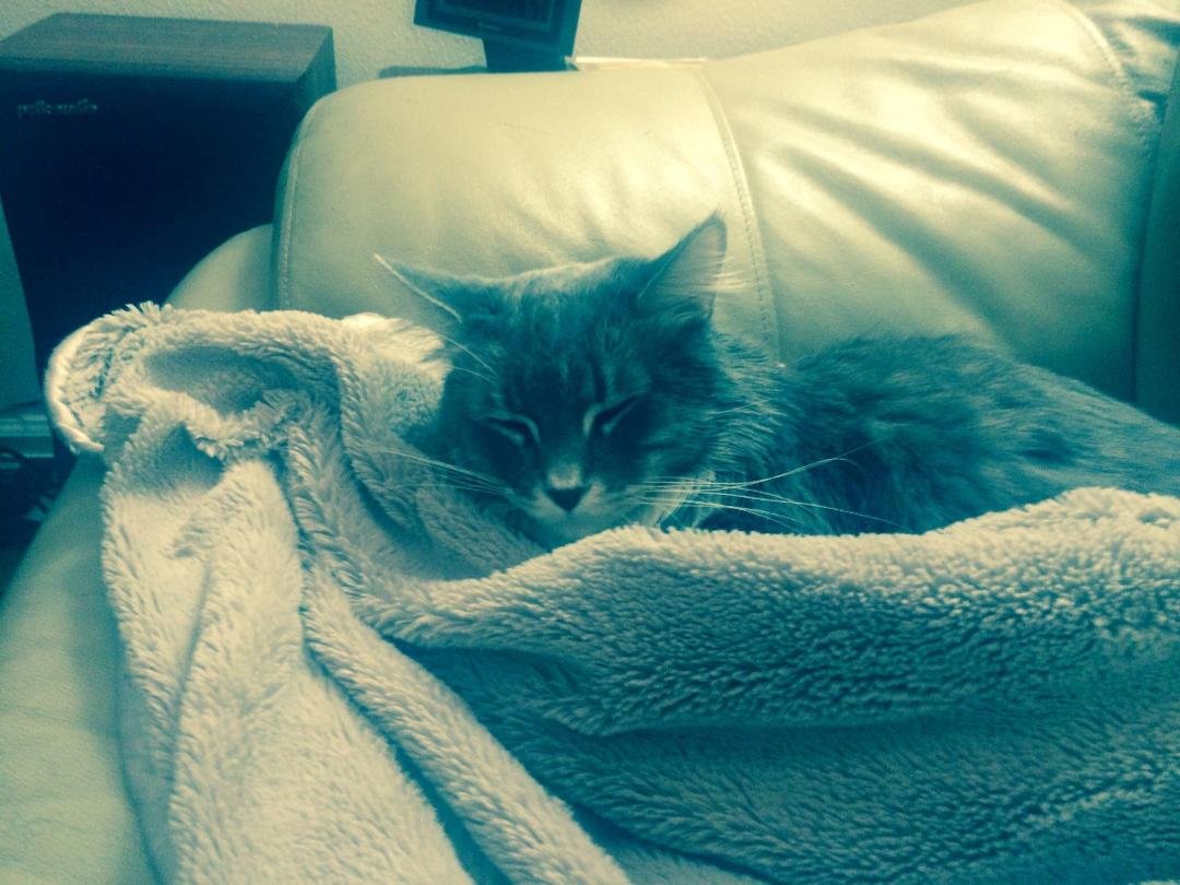 It's going to snow in Denver tonight so Rosie is preparing to snuggle.