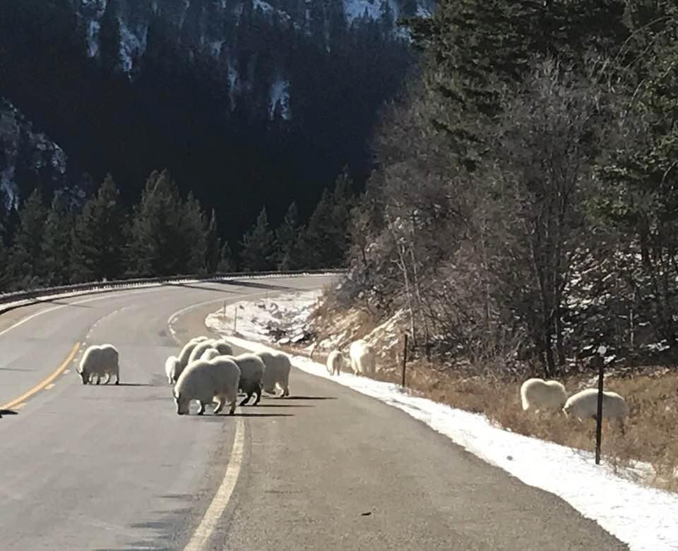 Trip home through Snake River Canyon delayed by herd of mountain goats licking salt off the road.