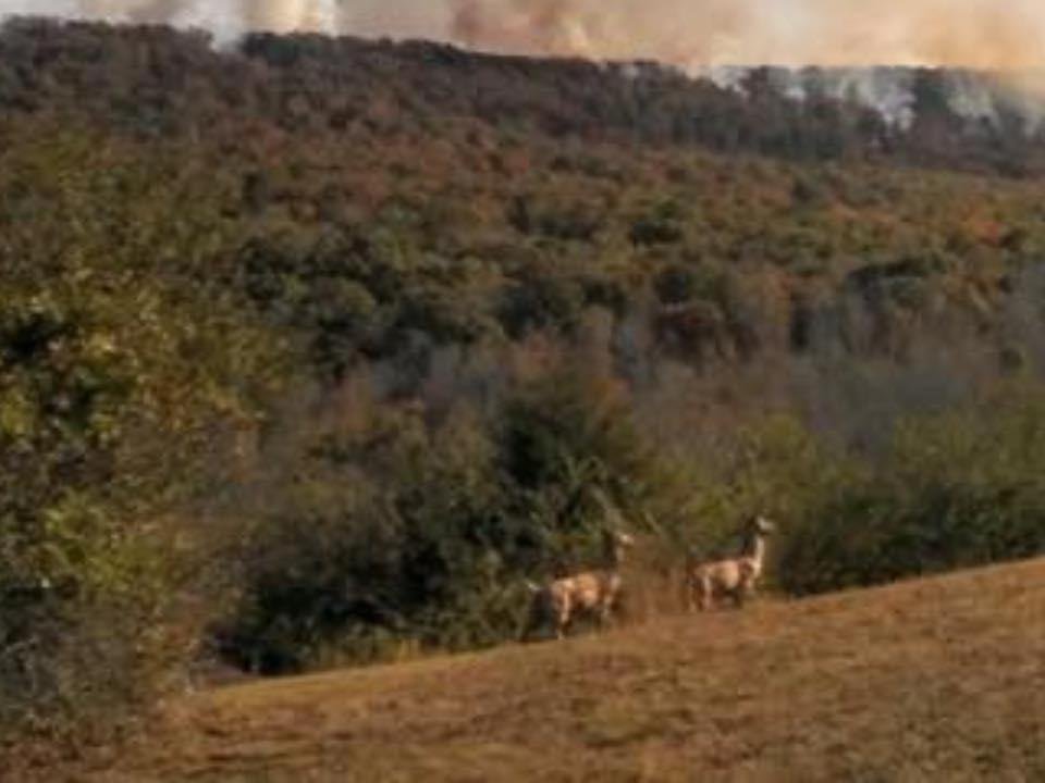 Singed by the fire. They are trying to escape.
