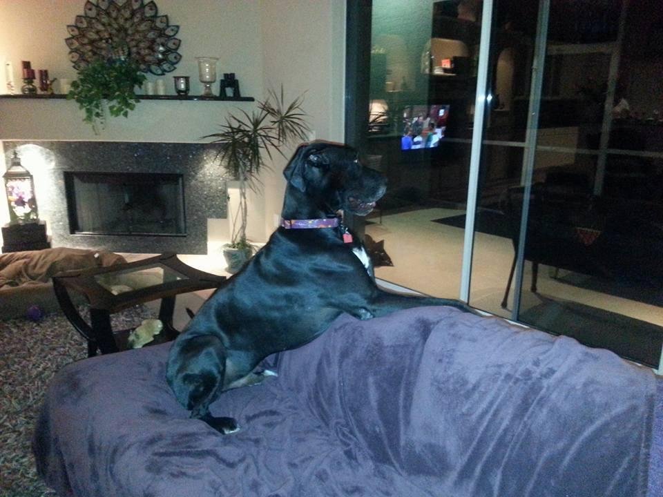Well...after the passing of our 12 year old great dane Morgan back in the summer, we have a new addition to our family. We rescued Apollo, a 2 year old great dane this weekend. He has already won our hearts and bringing ne