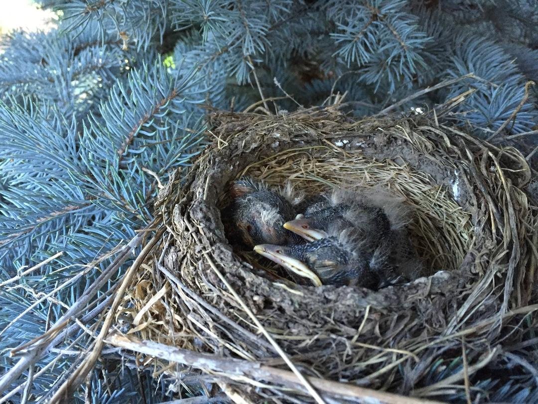 Baby robins over at my daughter Jamie's house. Love springtime!